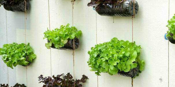 6 plantas ideias para ter em uma horta em casa, e imagens para inspirar!