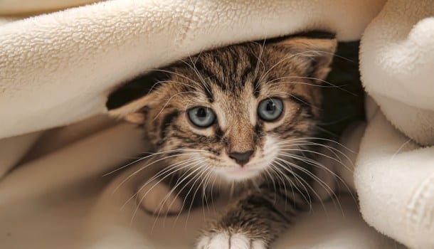 7 coisas que você precisa saber antes de adotar um gato