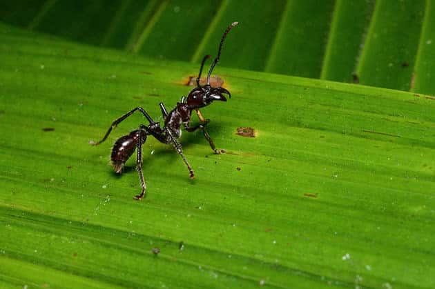 10 coisas que talvez você não sabia sobre formigas