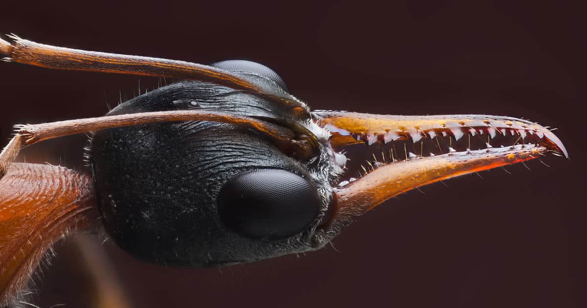 10 coisas que talvez você não sabia sobre formigas