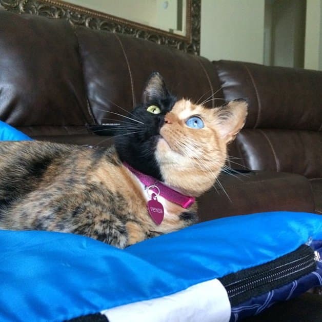 Gatinha conquista a internet por causa da sua aparência incrível