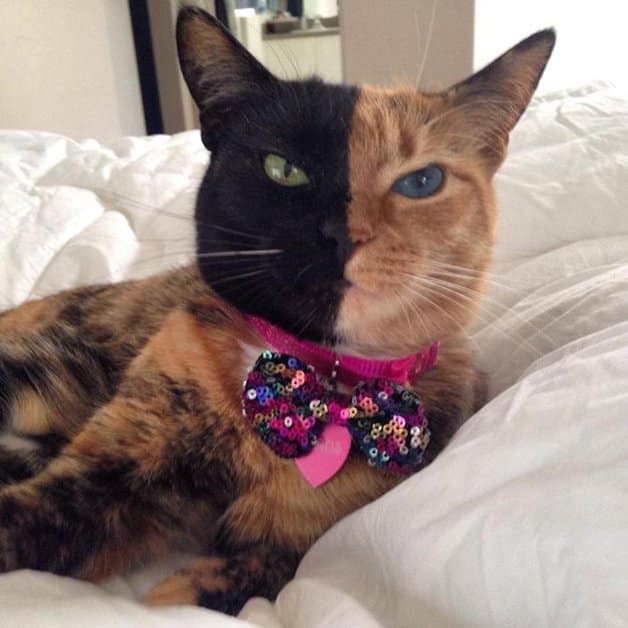 Gatinha conquista a internet por causa da sua aparência incrível