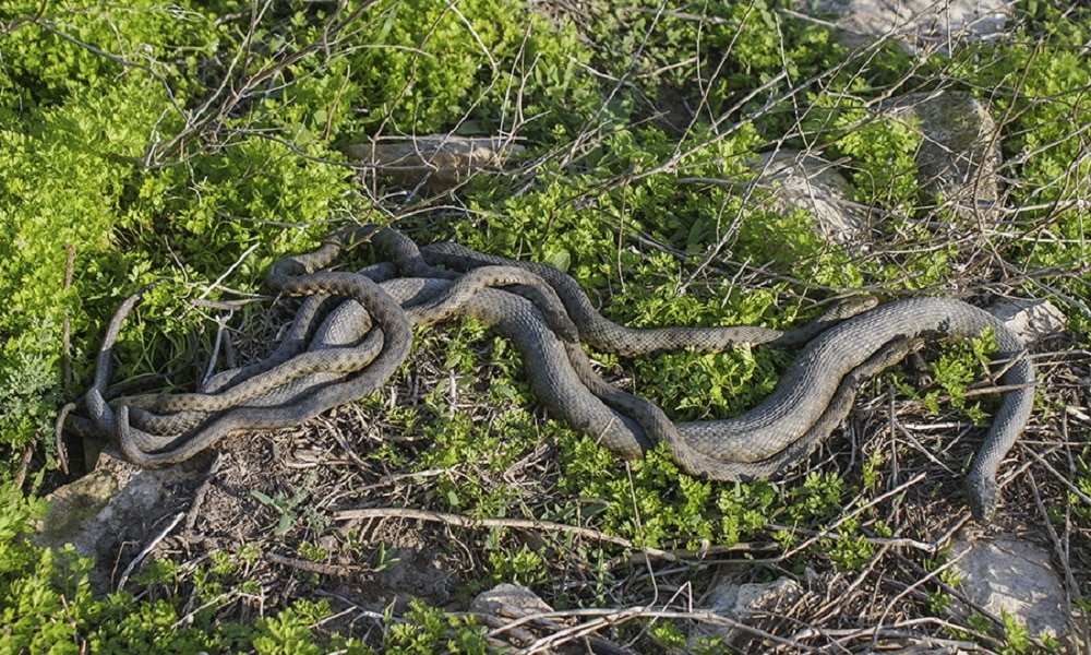 Ilha das Cobras, a 2ª maior concentração de cobras do planeta fica no Brasil