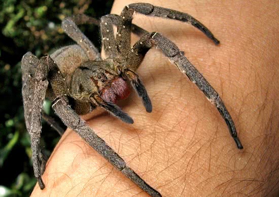 Quais são as aranhas mais venenosas do Brasil [Top 5]