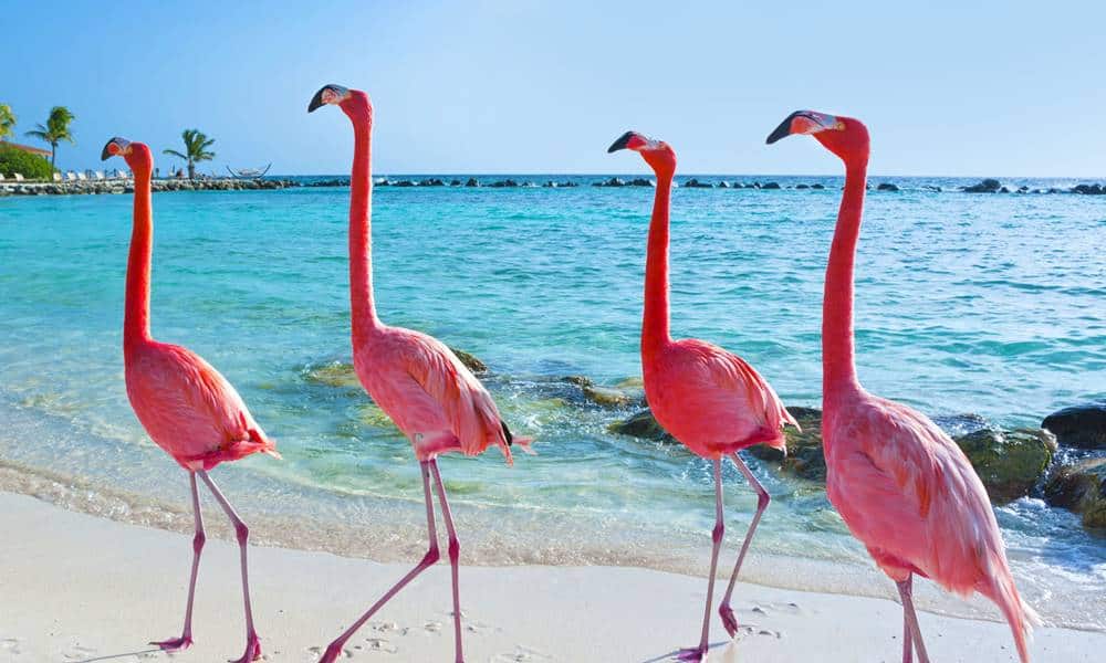 4 coisas que você precisa saber agora mesmo sobre os flamingos
