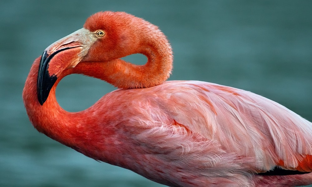 4 coisas que você precisa saber agora mesmo sobre os flamingos