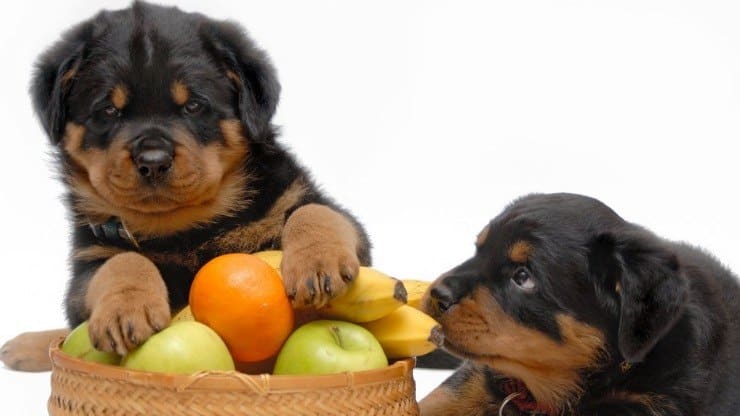 9 frutas que cachorro não pode comer, ou ao menos é necessário cautela