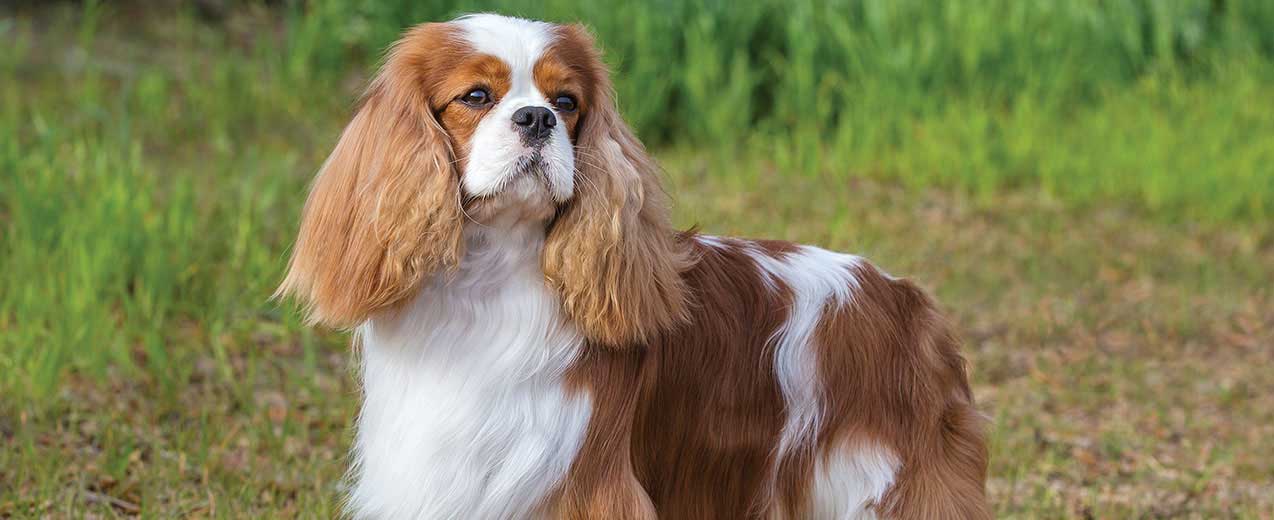 Conheça 20 raças de cachorro pequeno e escolha qual o seu favorito