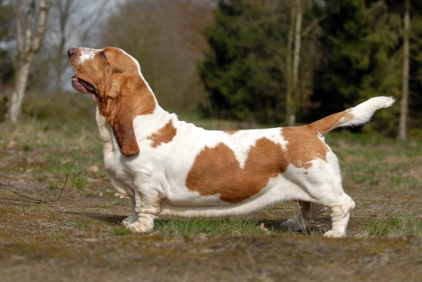 Conheça 20 raças de cachorro pequeno e escolha qual o seu favorito