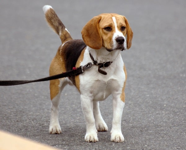 Conheça 20 raças de cachorro pequeno e escolha qual o seu favorito