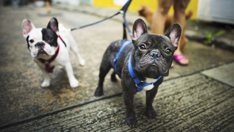 Conheça 20 raças de cachorro pequeno e escolha qual o seu favorito