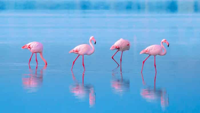 Flamingos - 4 fatos curiosos e pouco conhecidos sobre eles