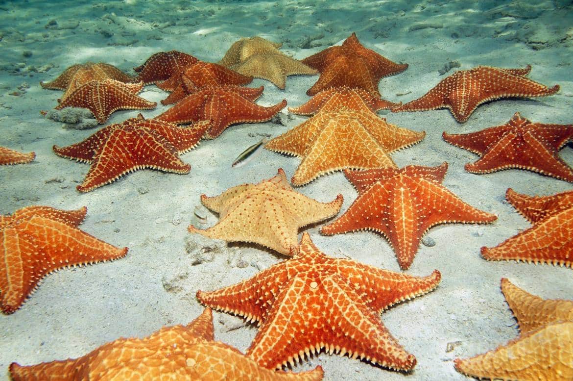 Tudo que você precisa saber sobre as estrelas do mar