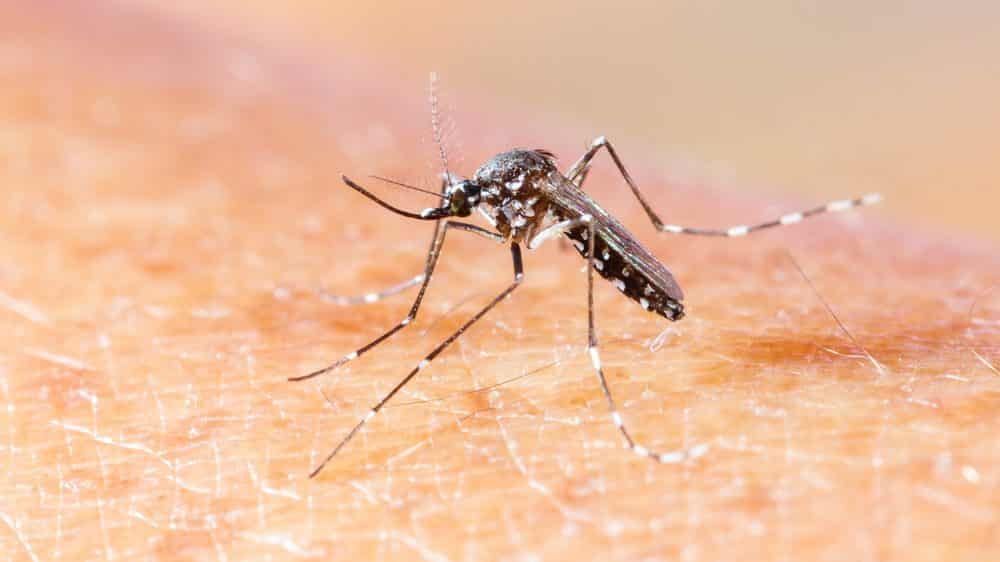 Chikungunya, quais são as causas, os sintomas e o tratamento da doença