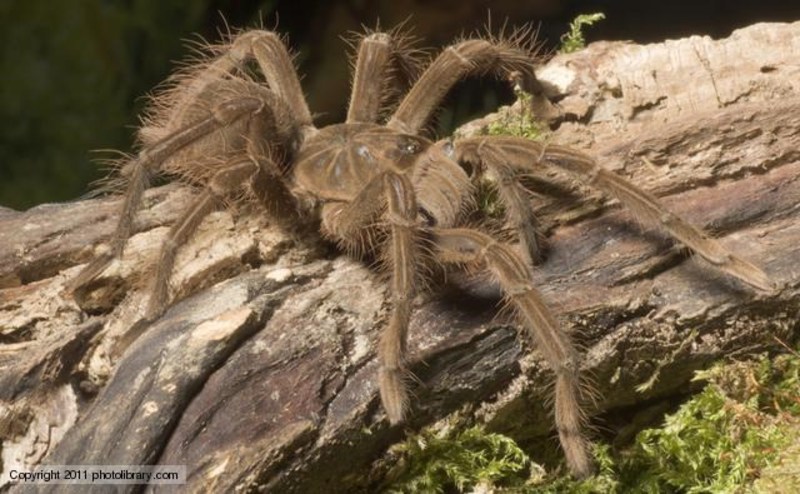 Conheça agora a aranha-golias, a comedora de pássaros