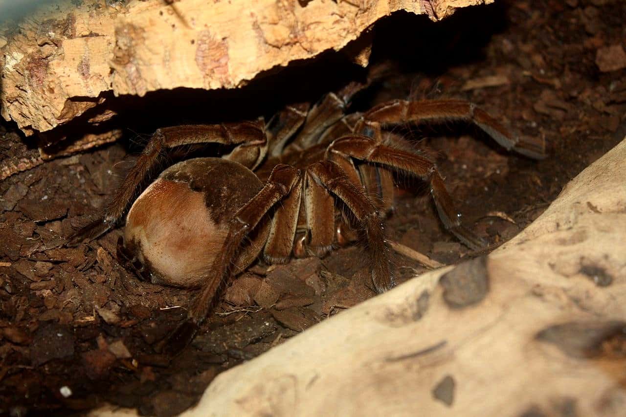 Conheça agora a aranha-golias, a comedora de pássaros