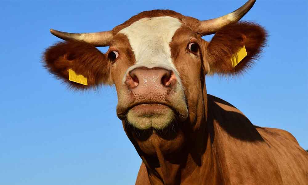 Doença da vaca louca: conheça suas causas, sintomas e riscos