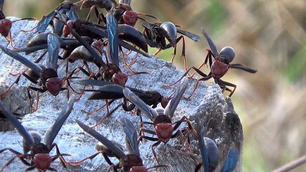 Os marimbondos estão incomodando? Saiba o que fazer