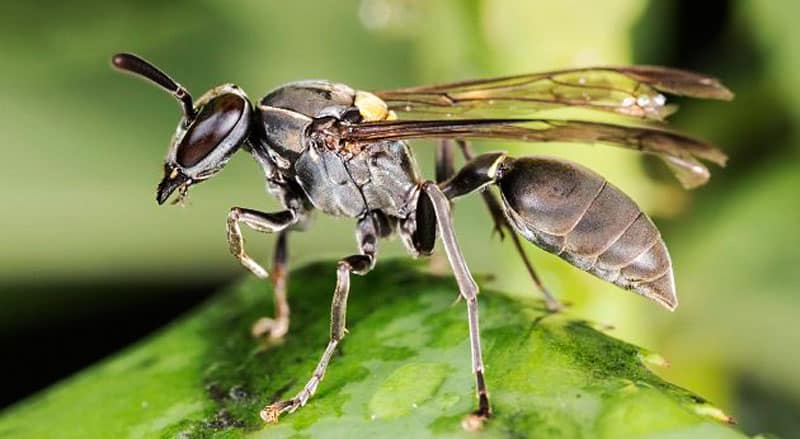 Insetologia - Identificação de insetos: Marimbondo Cavalo e Aranha de Grama  no Rio Grande do Sul