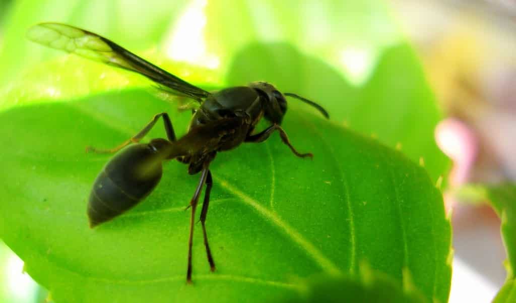 Insetologia - Identificação de insetos: Marimbondo Cavalo e Aranha de Grama  no Rio Grande do Sul