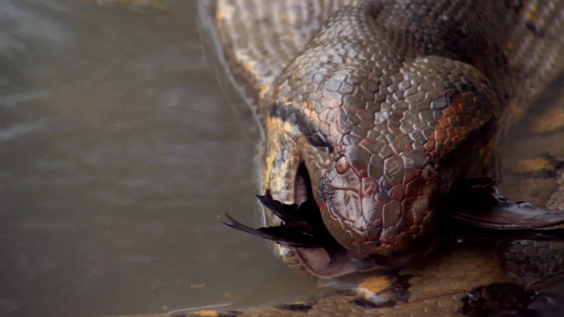 Tudo sobre cobra sucuri: conheça melhor essa espécie