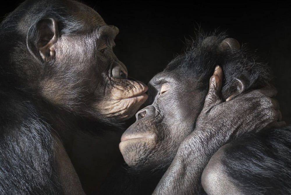 Chimpanzés também amam, têm tradições e sexo não só para reprodução