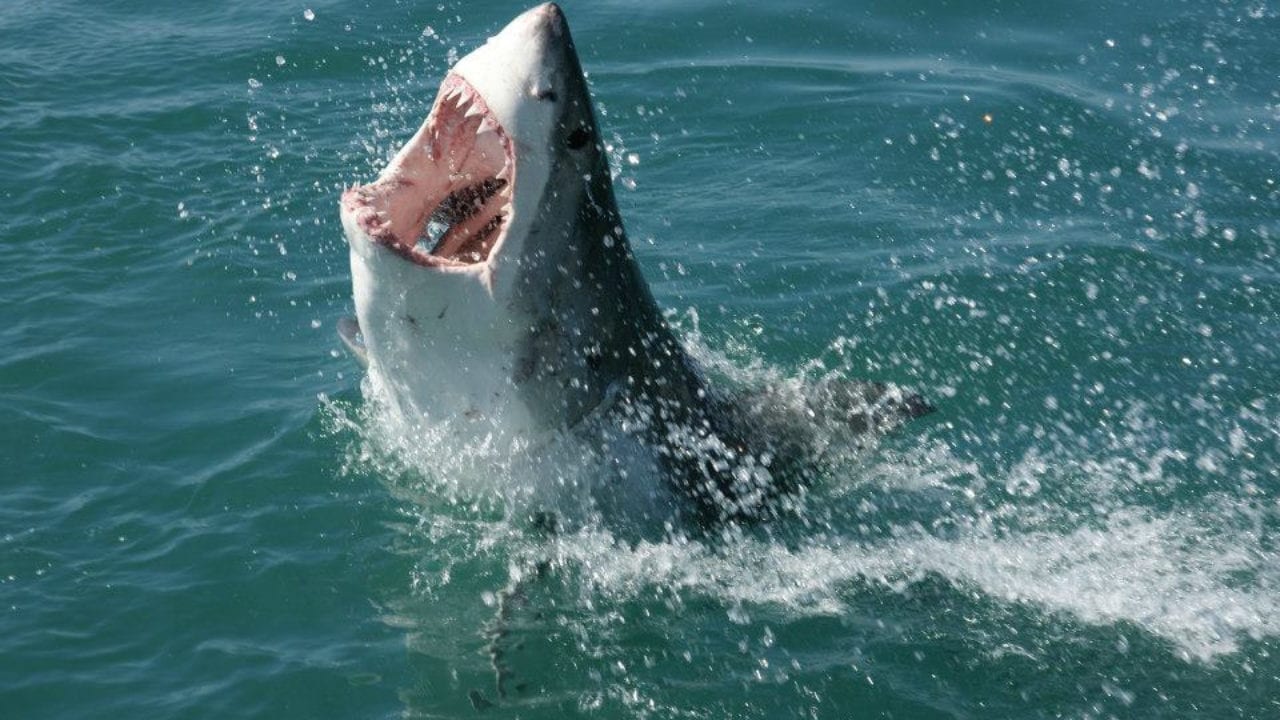 Conheça agora cação ou tubarão, o famoso rei dos mares