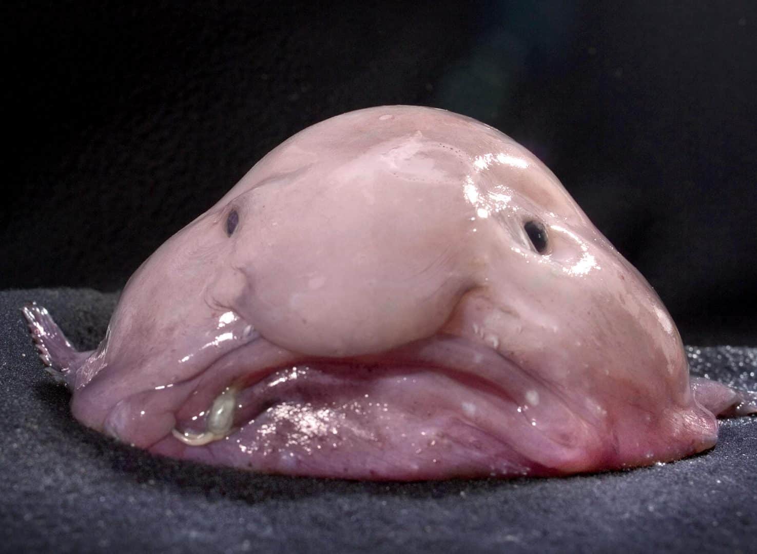 Conheça agora tudo sobre o animal mais feio do mundo, o peixe-bolha