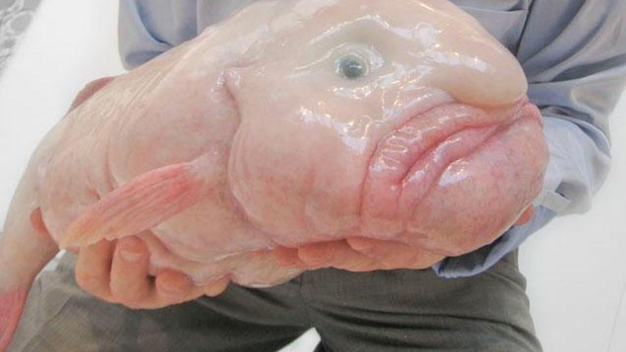 ConheÃ§a agora tudo sobre o animal mais feio do mundo, o peixe-bolha