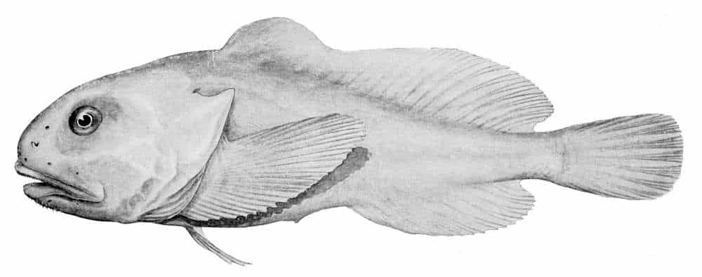 Conheça agora tudo sobre o animal mais feio do mundo, o peixe-bolha