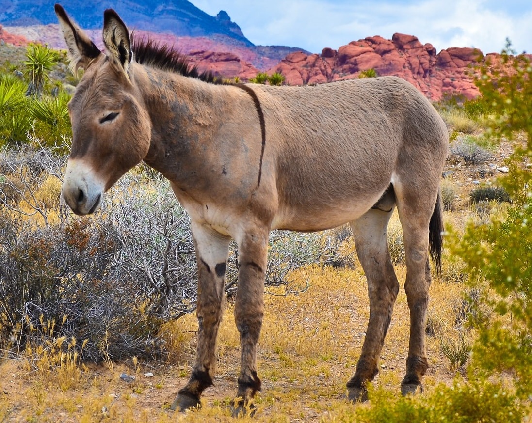 Descubra a diferença entre jumento, jegue, burro, mula e bardoto