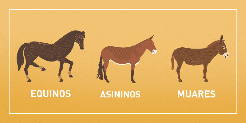 Jumento, jegue, burro, mula e bardoto - Qual a diferença entre eles?