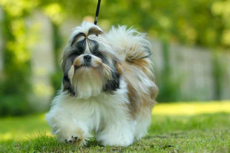 Peludos: 5 dicas para manter a saúde de cachorros com pelo longo