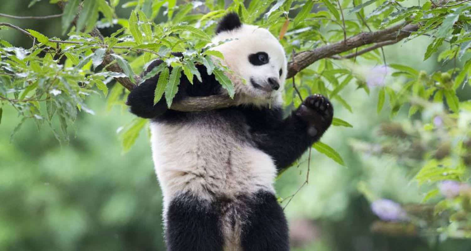 Urso panda- Habitat natural, reprodução e mais curiosidades