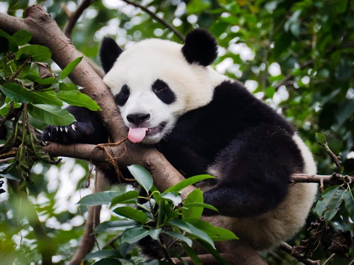Urso panda- Habitat natural, reprodução e mais curiosidades