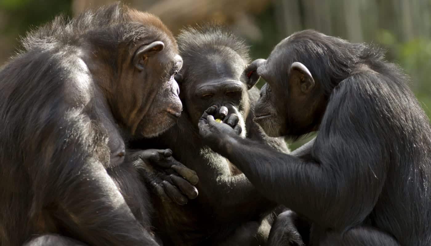 Você sabia que os chimpanzés também amam? Confira mais detalhes