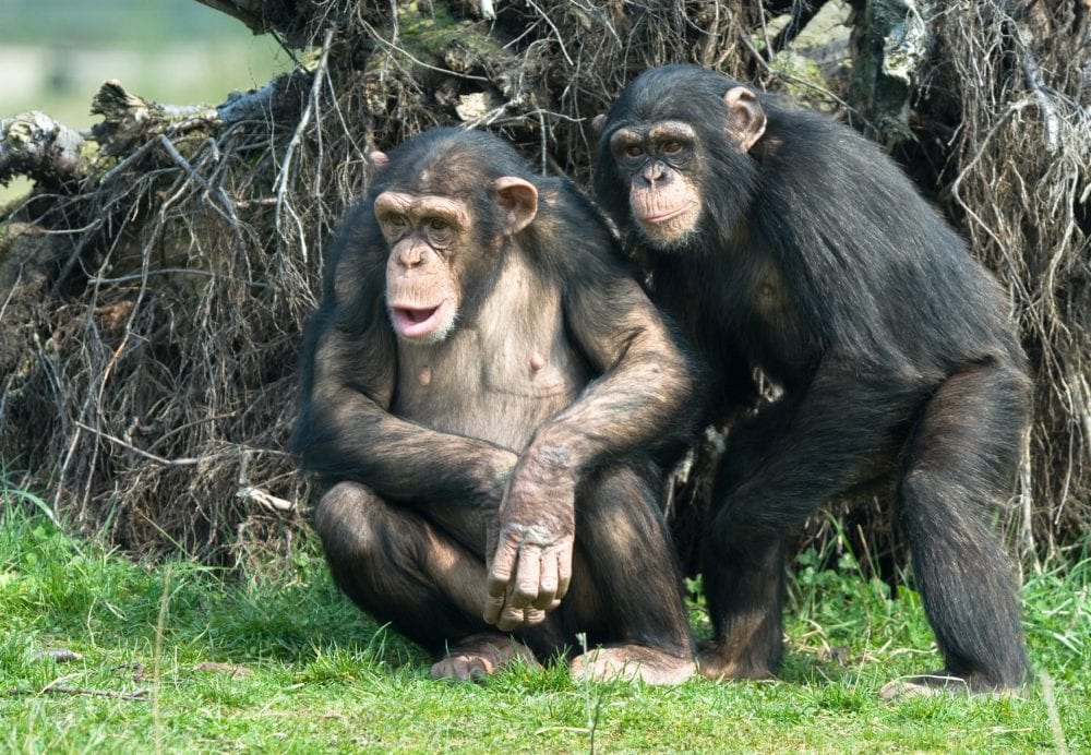 Você sabia que os chimpanzés também amam? Confira mais detalhes