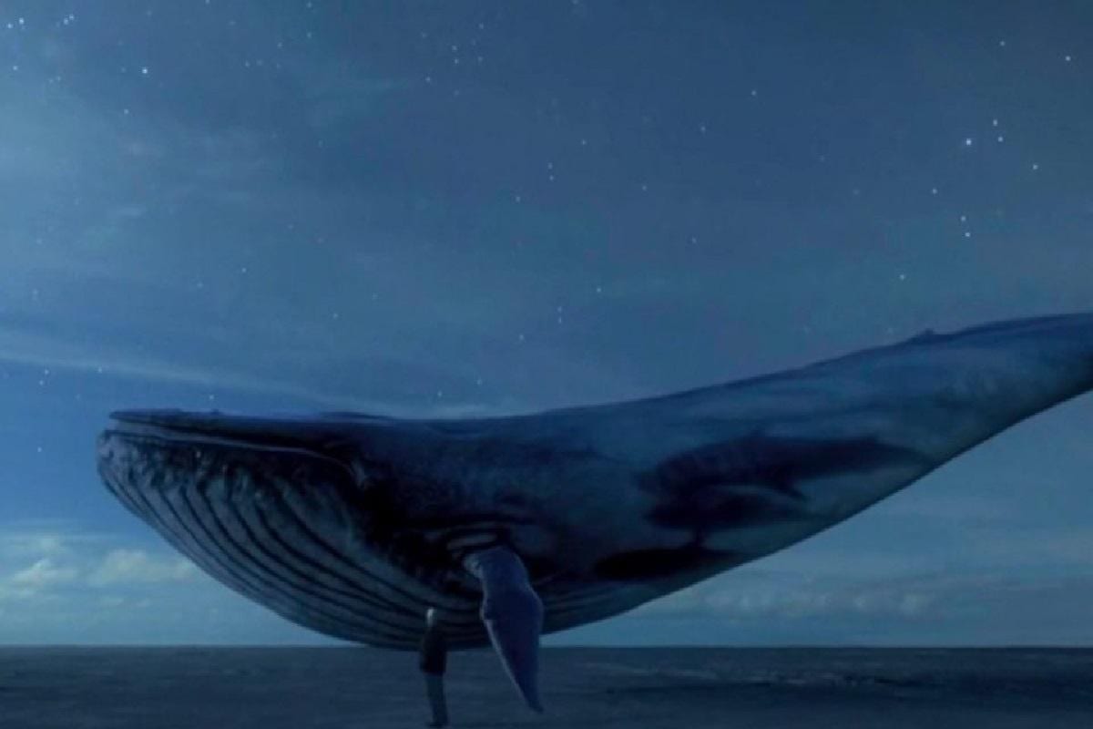 Baleia-Azul - principais características do maior animal do planeta