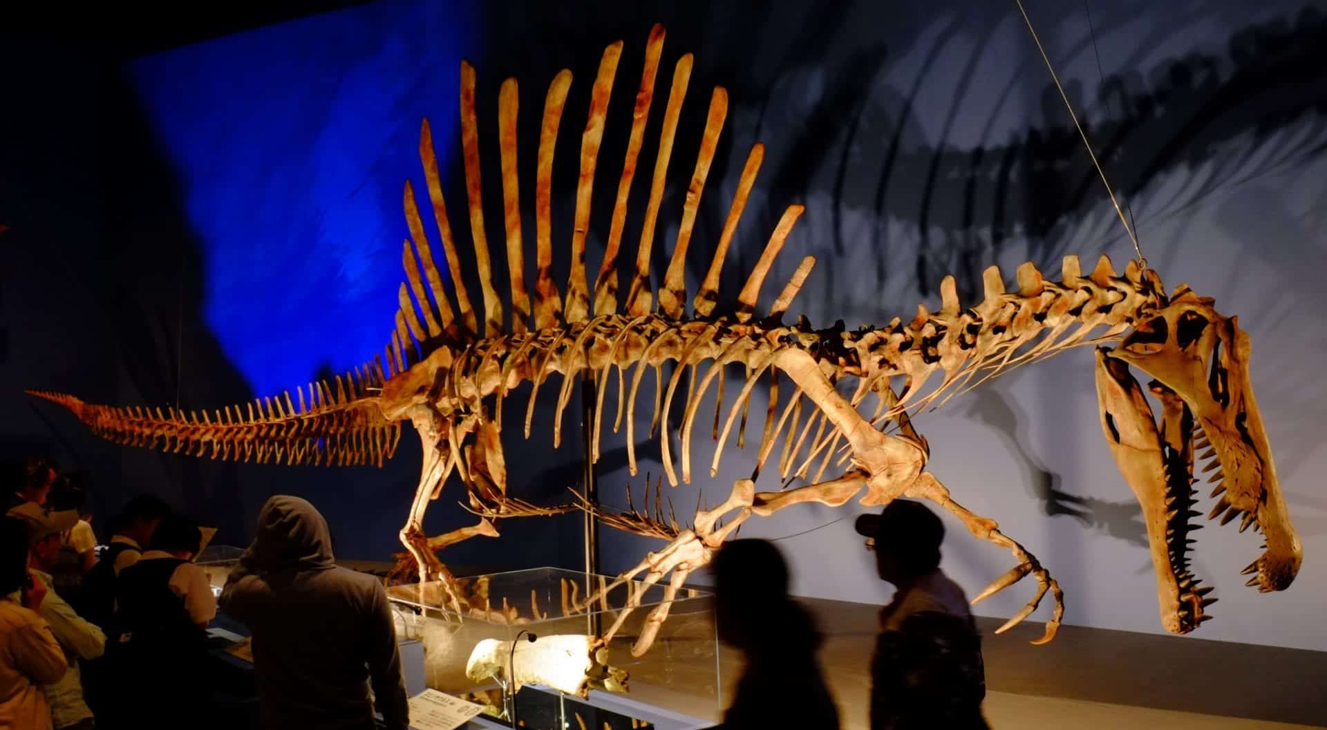Conheça agora o maior dinossauro carnívoro de todos, o espinossauro