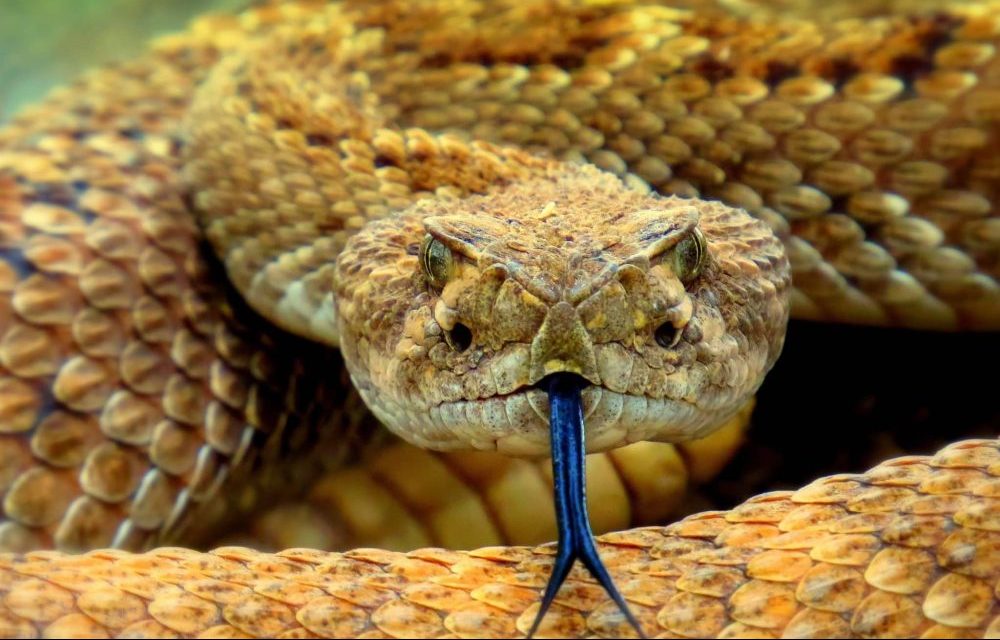 Conheça as características das cobras e serpentes peçonhentas