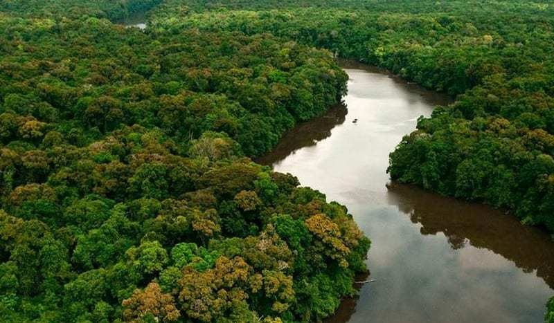 Dia da Amazônia - o que você precisa saber sobre a data comemorativa
