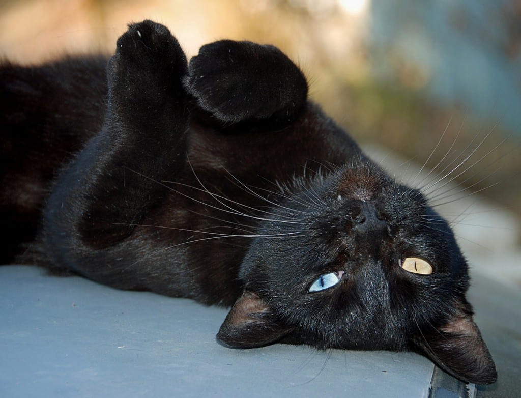 Gato preto: 13 curiosidades intrigantes que vão fazer você querer ter um