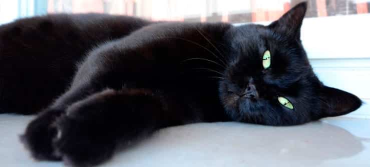 Gato preto - 13 curiosidades que provavelmente você não conhece