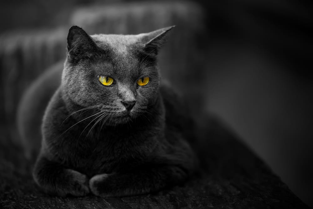 Gato preto - 13 curiosidades que provavelmente você não conhece