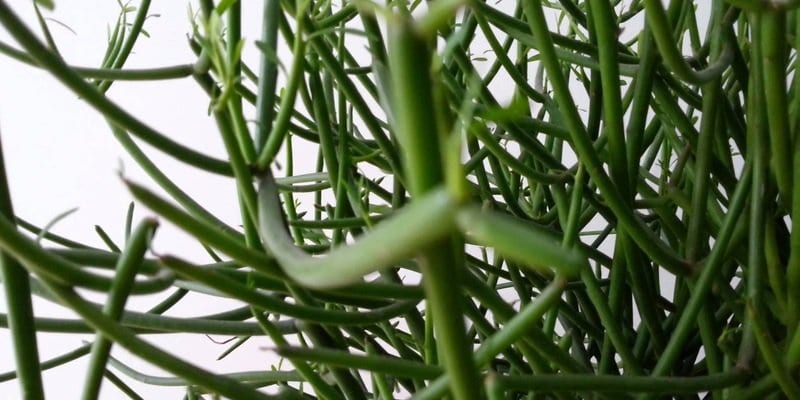 Plantas Venenosas - Conheças os 16 tipos mais comuns