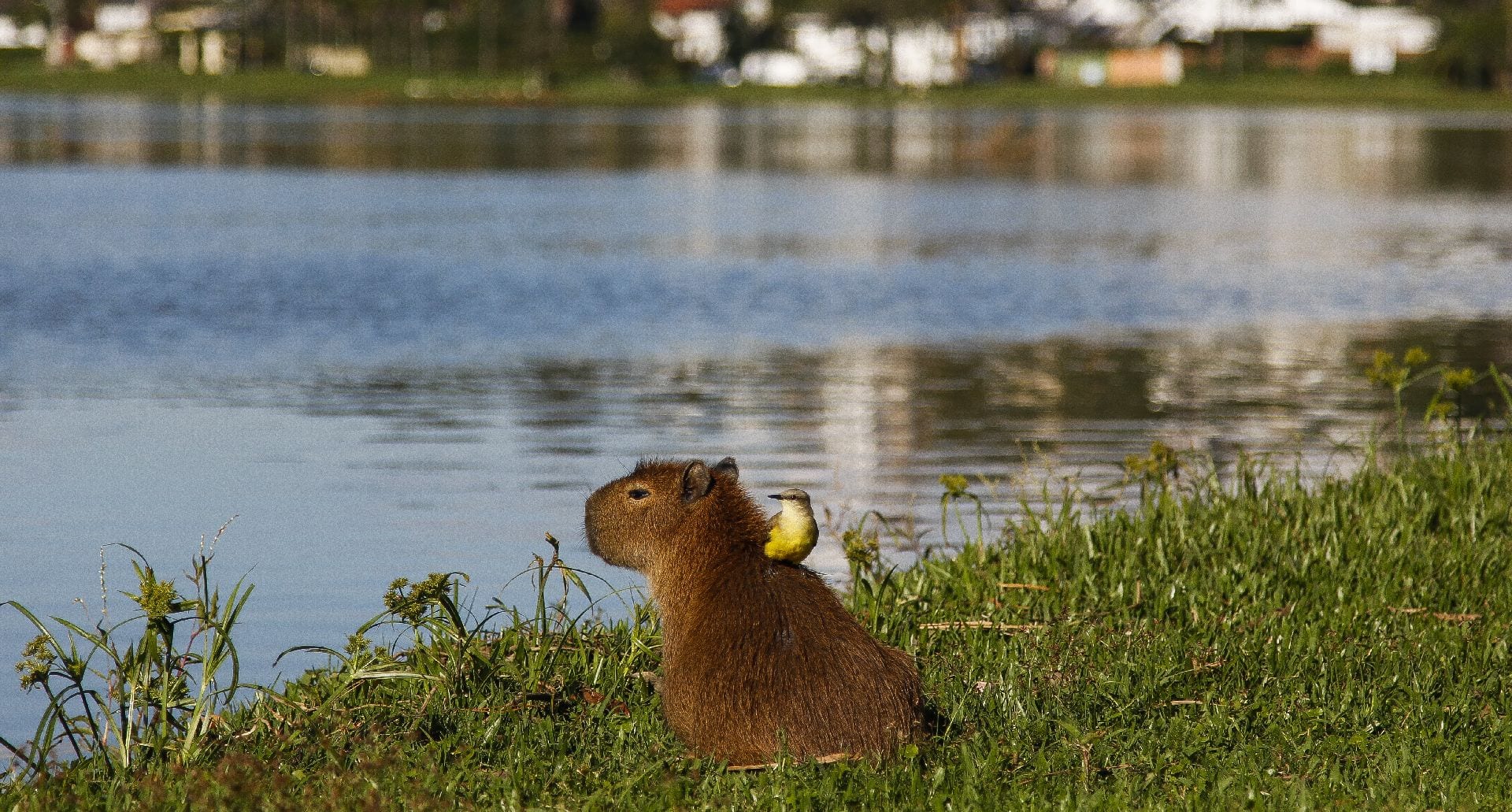 Capivara Características Habitat Reprodução E Curiosidades 7230