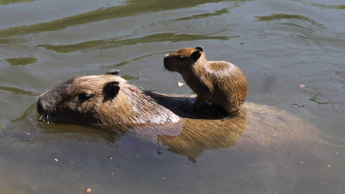 Rivergo uma capivara que vem conquistando adultos e crianças