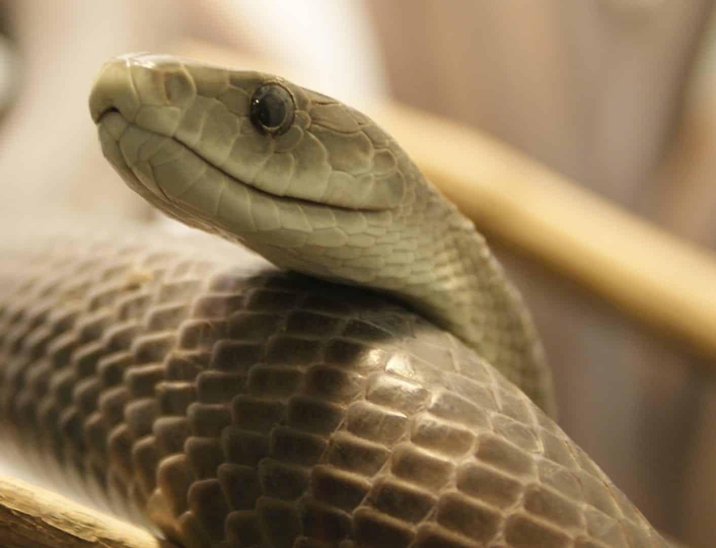 Mamba-negra, uma das serpentes mais mortíferas do mundo
