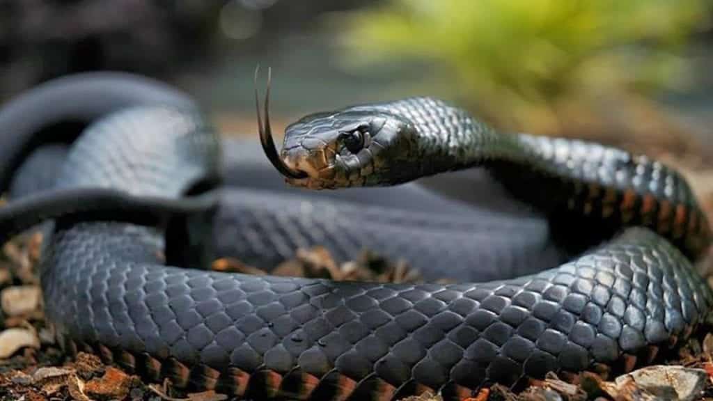 Mamba Negra Caracter Sticas De Uma Das Serpentes Mais Fatais Do Mundo