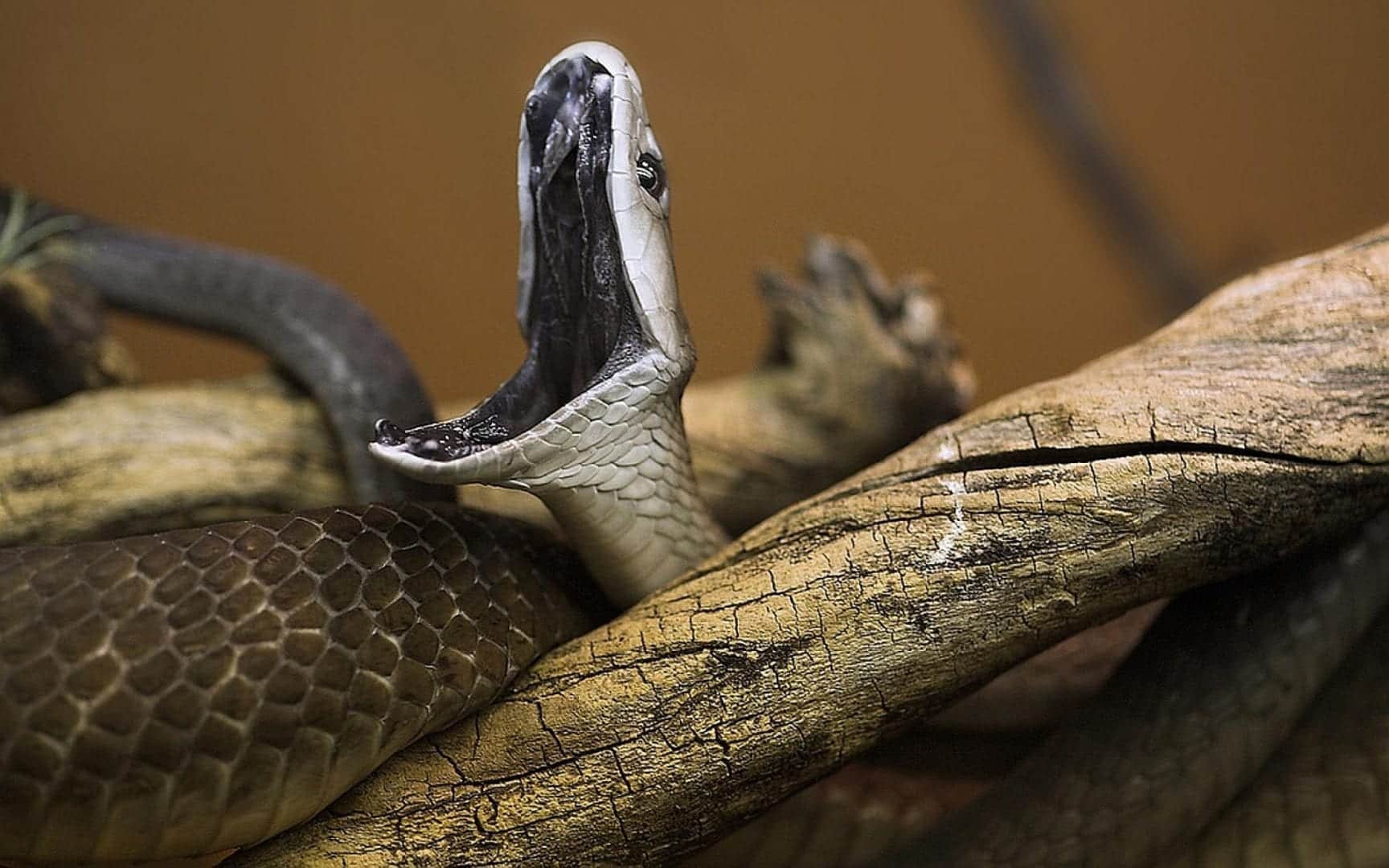 Mamba-negra, uma das serpentes mais mortíferas do mundo